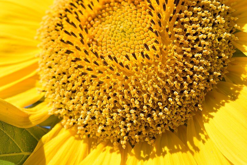 File:A sunflower, Myanmar.jpg