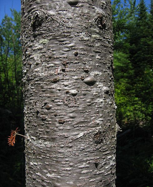 File:Abies balsamea bark.jpg