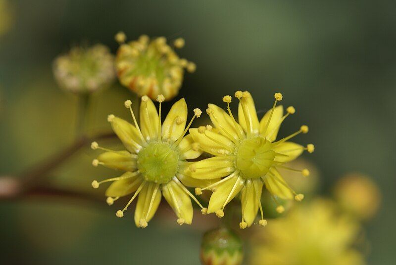 File:Aeonium glutinosum.jpg