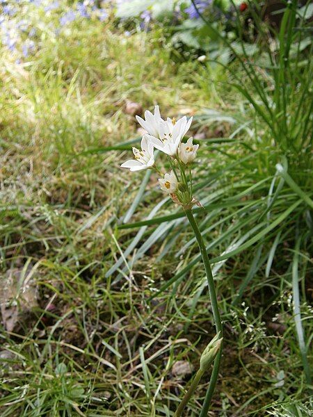 File:Allium zebdanense04.jpg