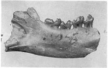 Lower jaw of "Altanius orlovi"