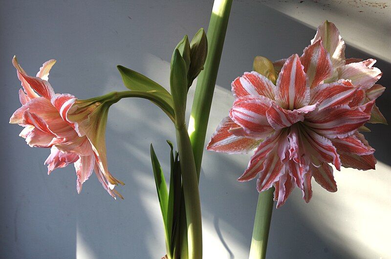 File:Amaryllis-DancingQueen.jpg