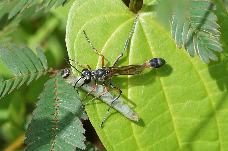 File:Ammophila (wasp) 08212.JPG