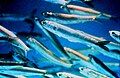 Schooling anchovies