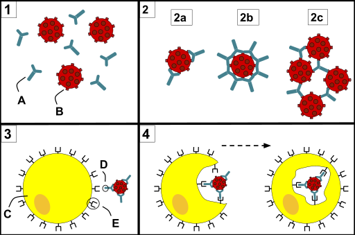 File:Antibody Opsonization.svg