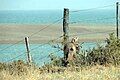 Argentine grey fox