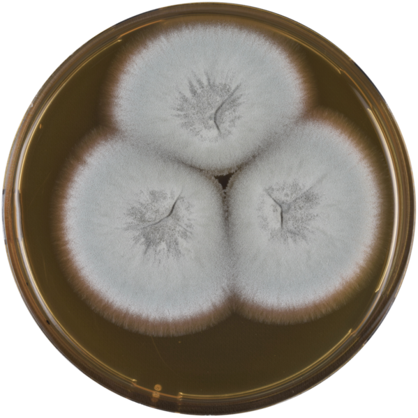 File:Aspergillus paleaceus meaox.png