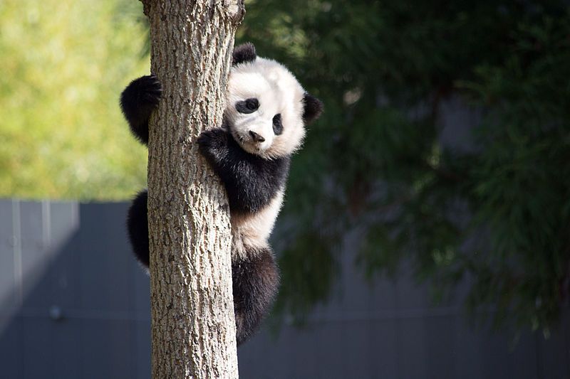 File:Bao Bao Tree.jpg