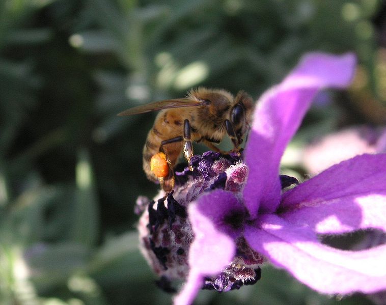 File:Bee pollen lavender.JPG