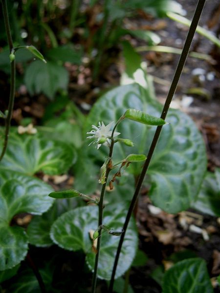 File:Beesia calthifolia 005.jpg