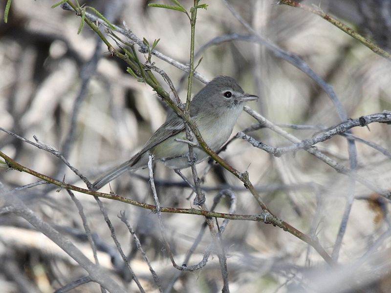 File:Bell's Vireo.jpg