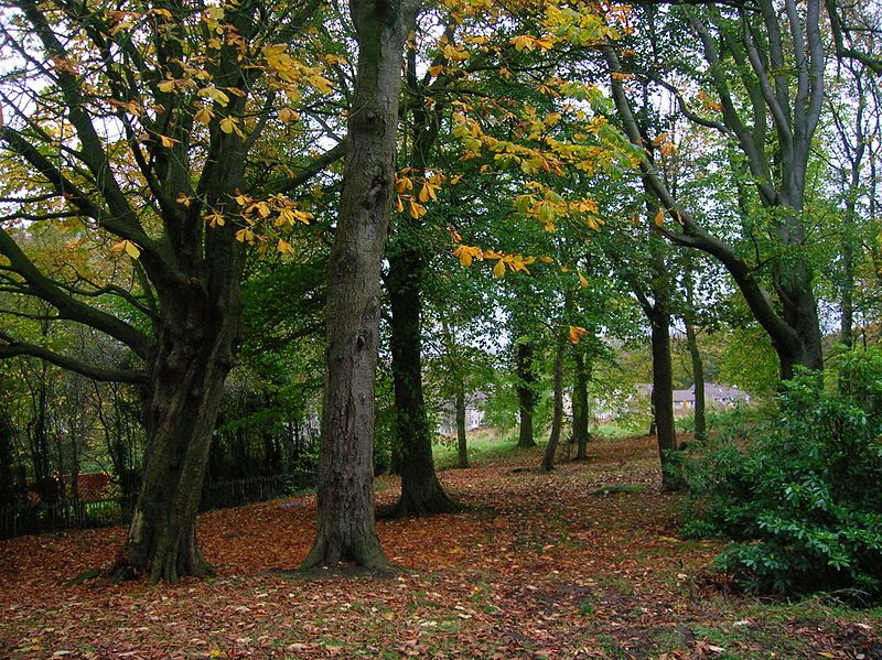 File:Bellfield woodlands 2.JPG