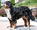 Berner Sennenhund (Bernese Mountain Dog)