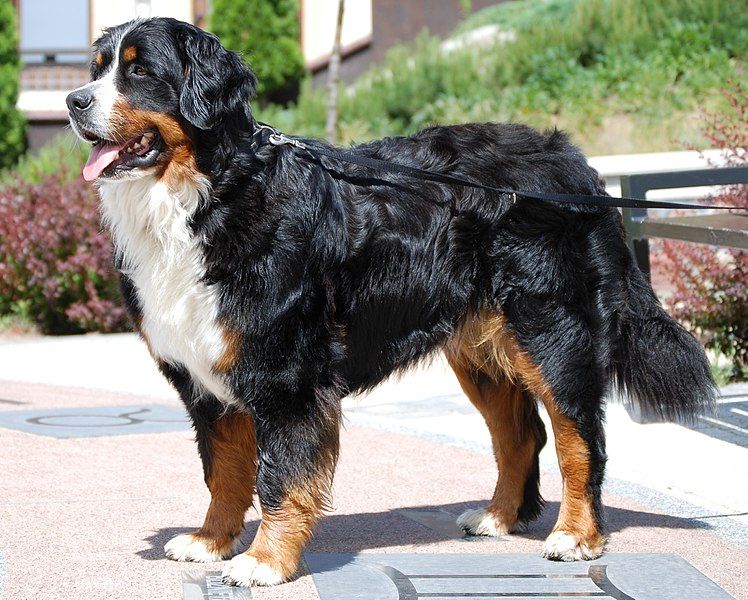 File:Bernese Mountain DOg2.jpg