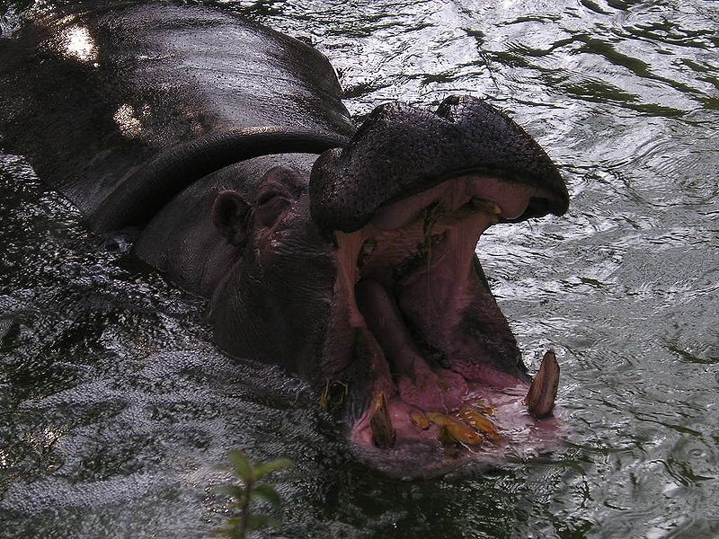 File:Bocca ippopotamo bioparco.JPG