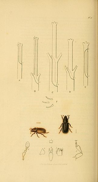 File:Britishentomologyvolume2Plate104.jpg