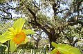 Brookgreen Gardens, near Myrtle Beach/Murrells Inlet