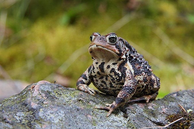 Anaxyrus americanus americanus, the Eastern American toad.