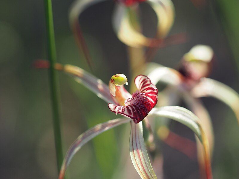 File:Caladenia radialis 03.jpg