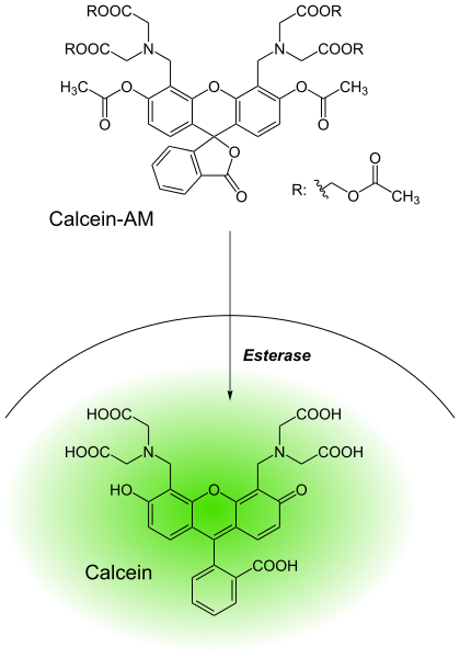 File:Calcein-AM.svg