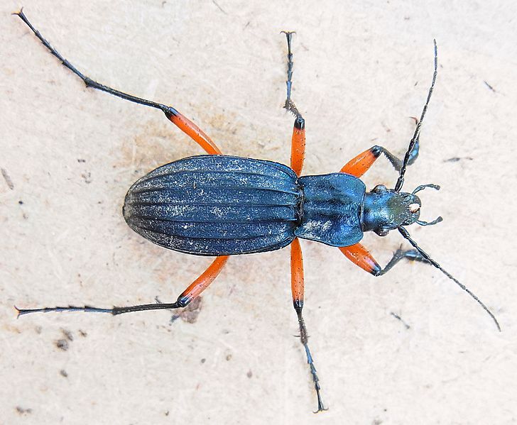 File:Carabus galicianus up.jpg