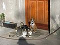 Four cats and a dog sit together