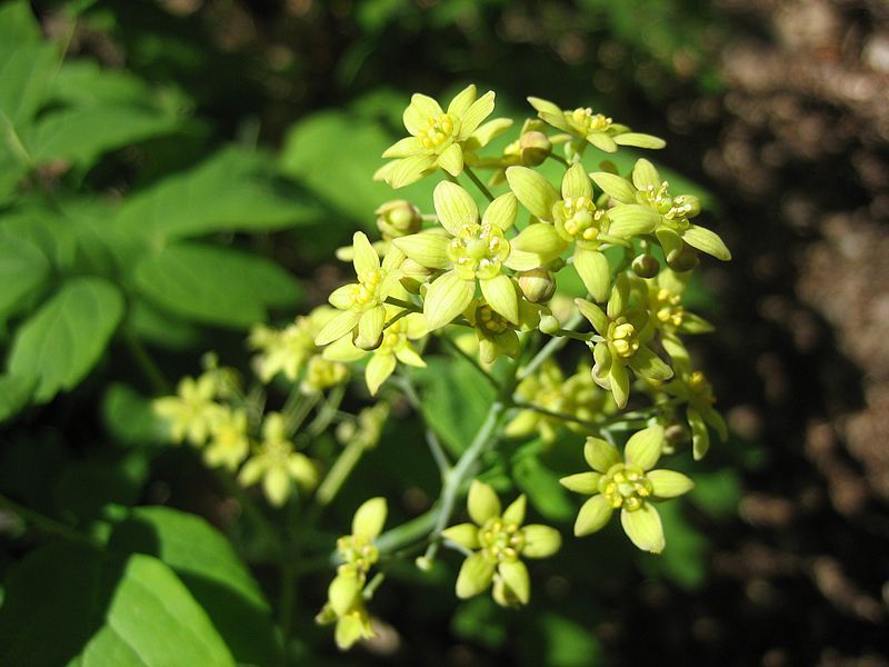 File:Caulophyllum thalictroides.jpg