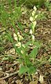 Large-flowered helleborine