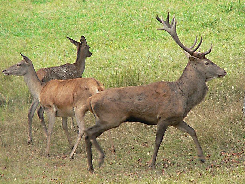 File:Cervus elaphus 11.jpg