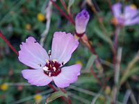 Rare Clarkia franciscana plants can be found in Presidio Park, San Francisco