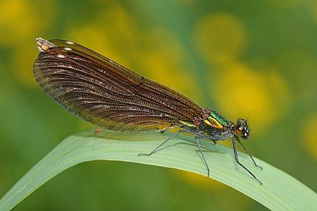 Beautiful demoiselle, by Nicolas Sanchez