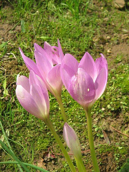 File:Colchicum bornmuelleri004.jpg