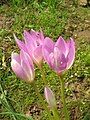 Colchicum bormuelleri