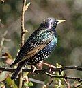 Colourful starling in profile