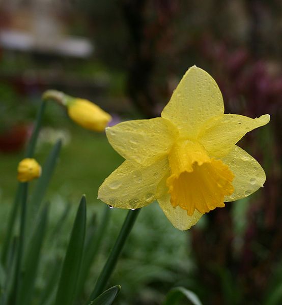 File:Daffodil.jpg