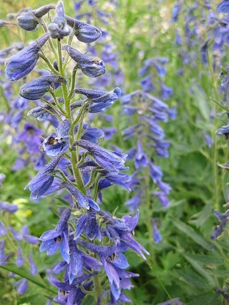 File:Delphinium elatum 02.jpg