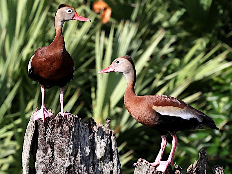 File:Dendrocygna autumnalis pair.jpg