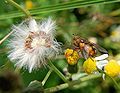 Tachinidae postscutellum