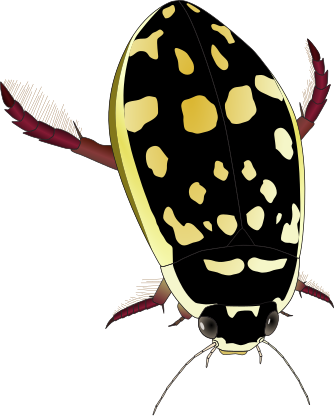 File:Diving beetle1.svg