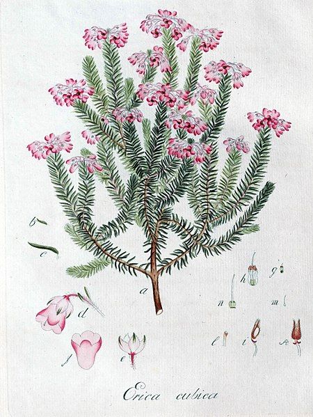 File:Erica cubica01.jpg