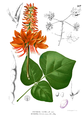 Botanical illustration