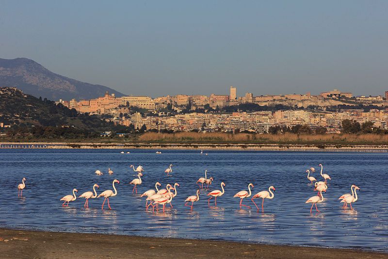 File:Fenicotteri a Cagliari.jpg