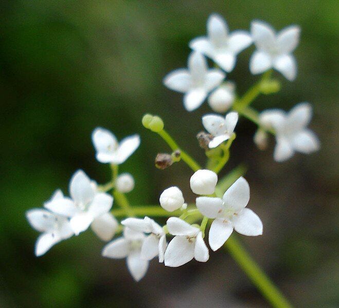 File:Galium uliginosum W.jpg