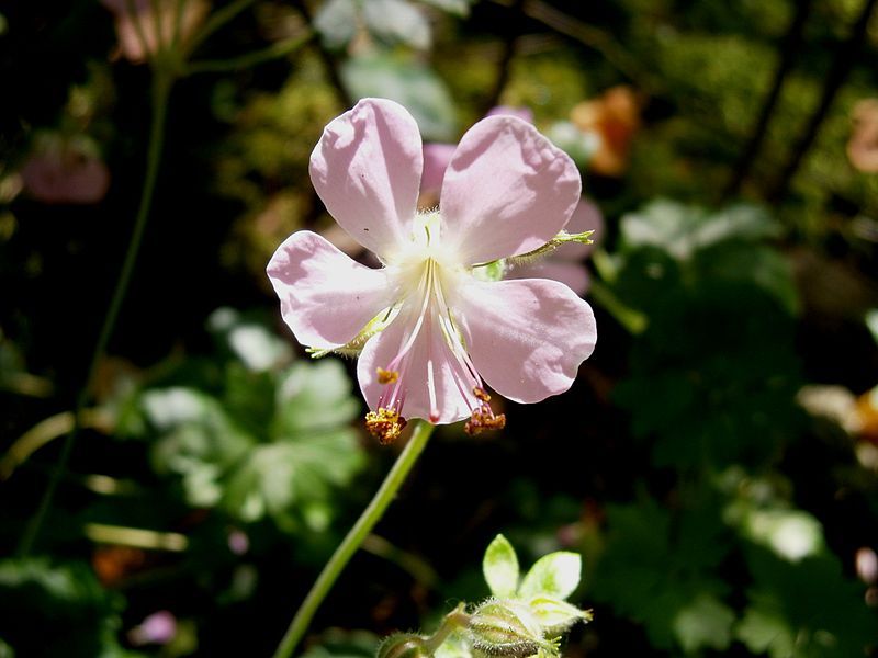 File:Geranium dalmaticum flower.jpg