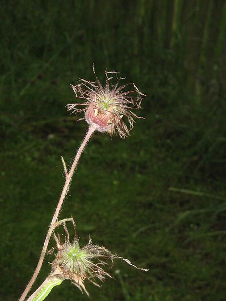 File:Geum rivale fruit.jpg