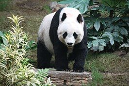 An image of a panda