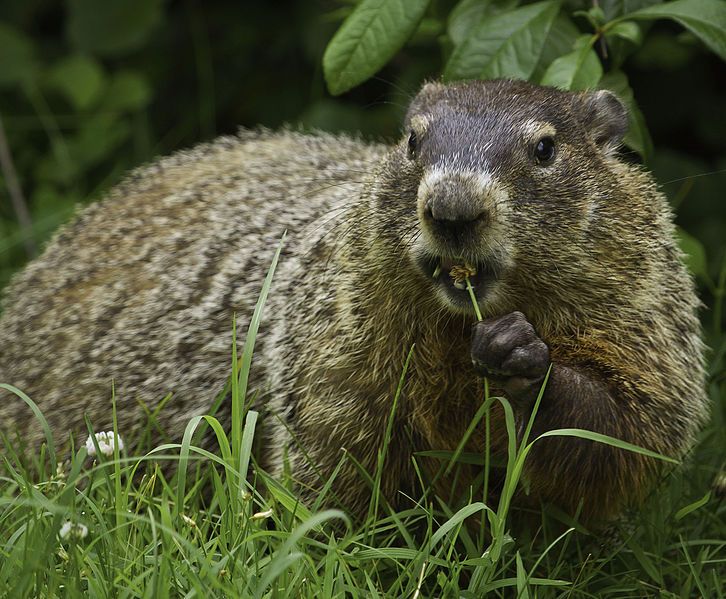 File:Groundhog (9600010052).jpg