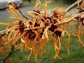 Hamamelis 'Jelena' close-up flowers