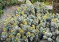 Helichrysum splendidum