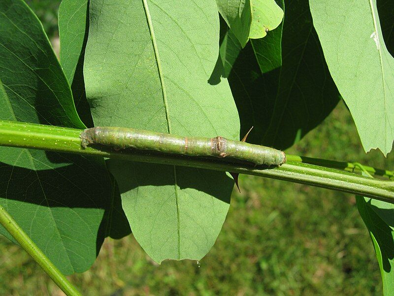 File:Iridopsis defectaria caterpillar.jpg